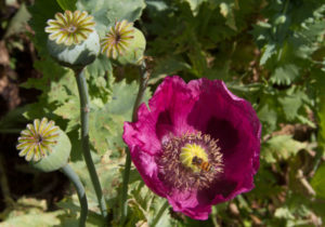 Campesinos piden consulta para legalizar amapola en Guerrero