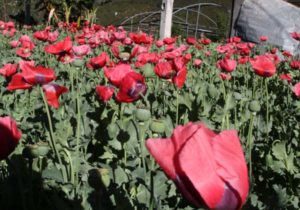 En pláticas con la ONU para legalizar amapola: Sánchez Cordero