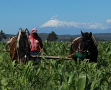 El campo mexicano: un desafío