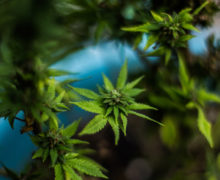 ¿Se debe legalizar o despenalizar la marihuana en México?