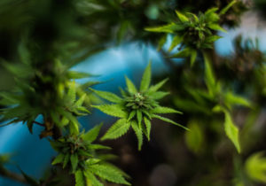 ¿Se debe legalizar o despenalizar la marihuana en México?