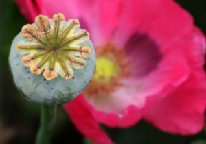 ¿Legalizar la Amapola ayudará a combatir el narcotráfico en México?