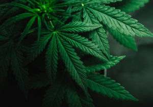 Urgen a armonizar uso terapéutico de la marihuana