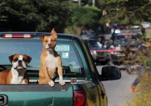 ¿Las mascotas podrán heredar?