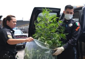 Morena propone al Estado como principal productor y proveedor de cannabis