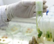 La regulación de la biotecnología exige el desarrollo de regímenes jurídicos capaces de atender las preocupaciones ambientales