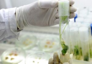 La regulación de la biotecnología exige el desarrollo de regímenes jurídicos capaces de atender las preocupaciones ambientales