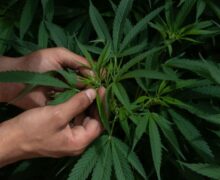 La marihuana y su regulación