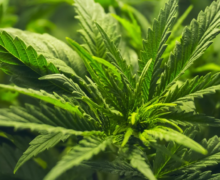 Senadores aseguran que la ley para regular uso del Cannabis disminuirá la actuación del crimen organizado