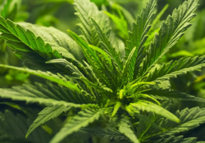 Senadores aseguran que la ley para regular uso del Cannabis disminuirá la actuación del crimen organizado
