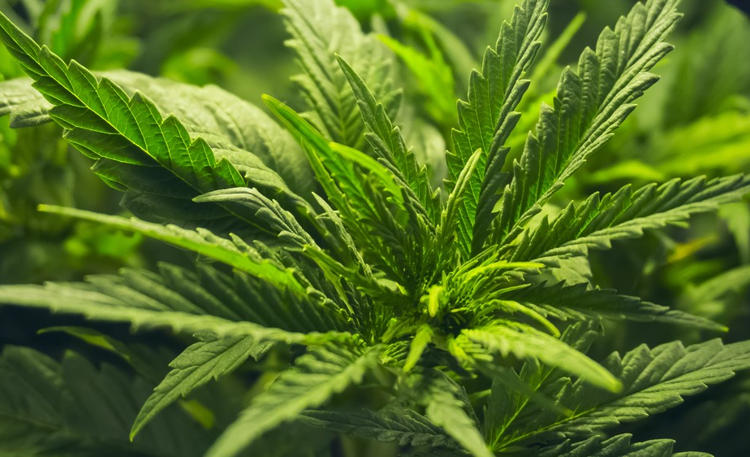 foro jurídico Senado aprueba ley Federal para la Regulación del Cannabis