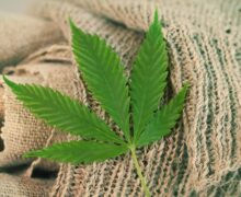 Diferencia jurídica del cannabis:  esencial en el establecimiento de una industria próspera
