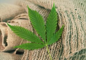 Diferencia jurídica del cannabis:  esencial en el establecimiento de una industria próspera