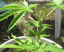 La minuta para regular el cannabis tiene muchos temas controversiales: senador Eduardo Ramírez