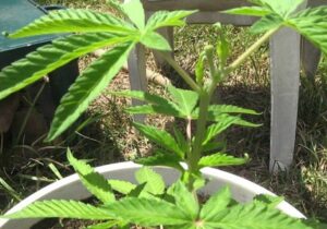 La minuta para regular el cannabis tiene muchos temas controversiales: senador Eduardo Ramírez